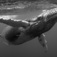 Image for article titled These beautiful portraits of whales will make you weep at the wonder of the universe (no, really)
